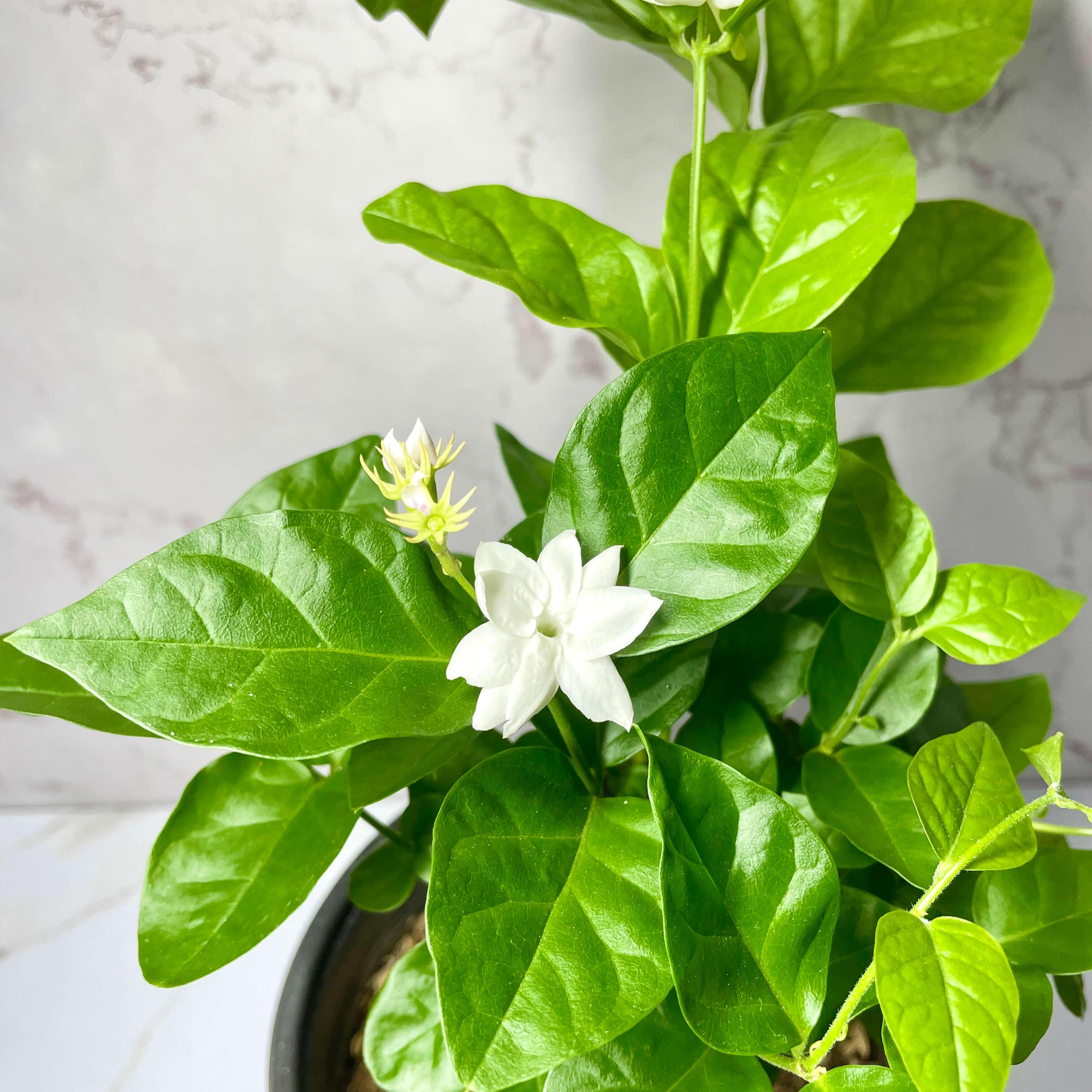 아라비안 자스민 키우기