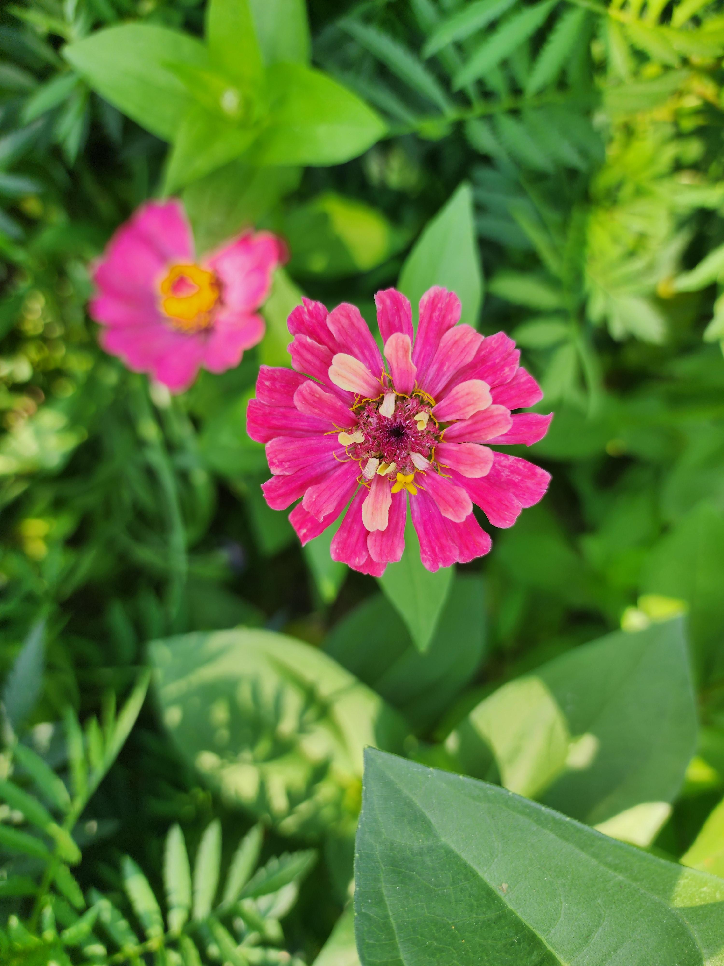 백일홍 - 꽃말&amp;#44; 특징&amp;#44; 이름 유래&amp;#44; 재배 방법