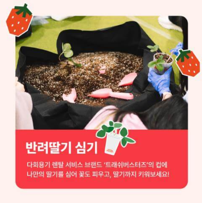 서울스토로베리페스타_반려딸기심기