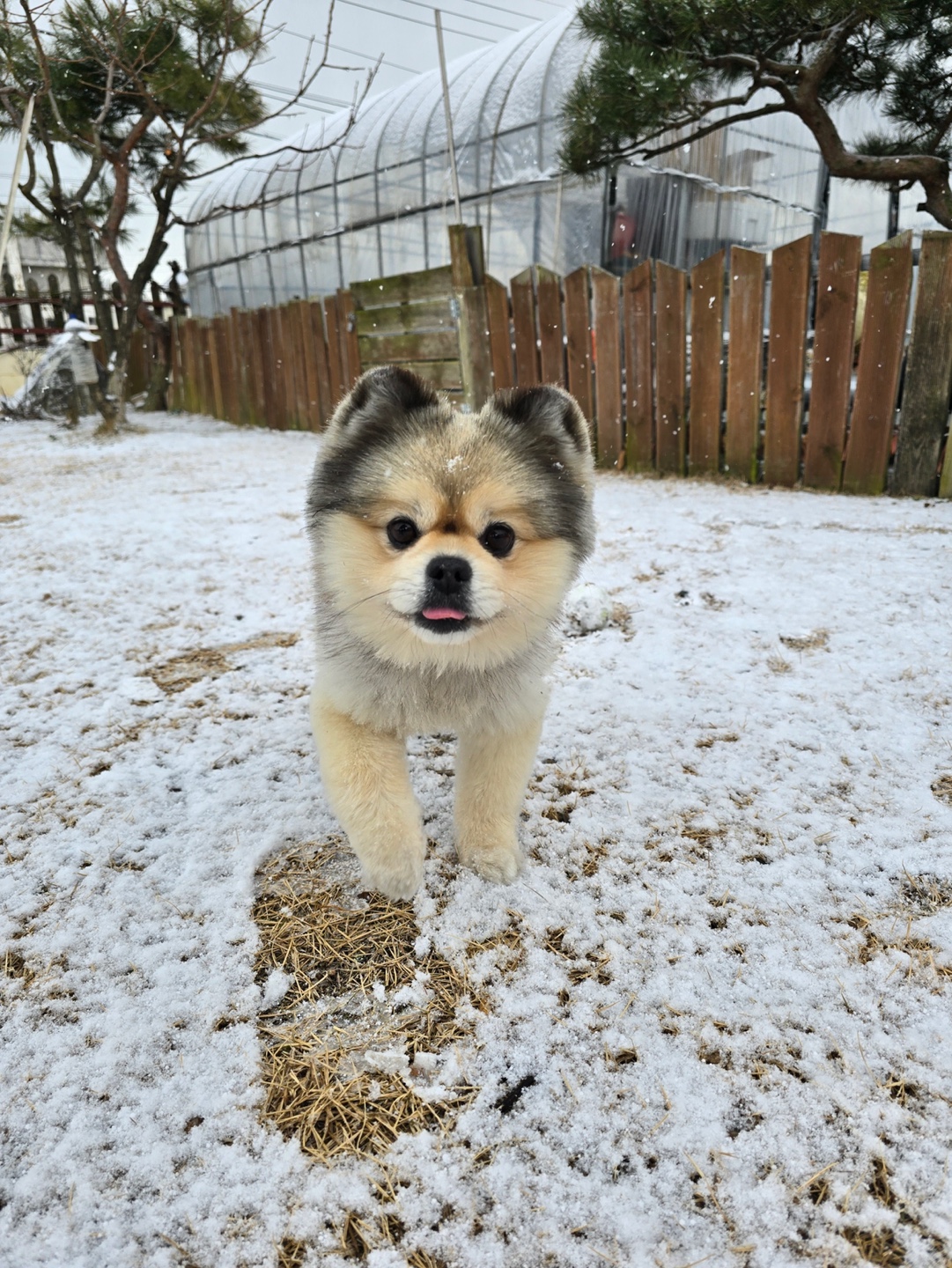 강아지 관련 사진