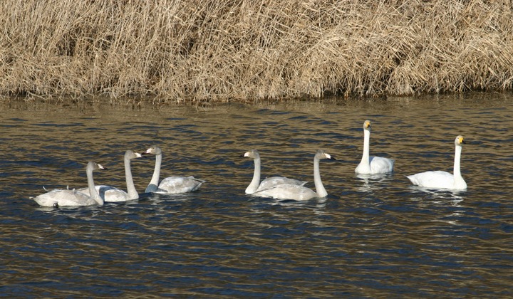 철원 두루미 탐조 방법 코스