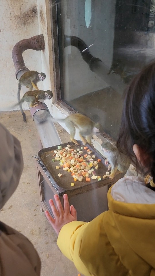 먹이를 먹는 다람쥐 원숭이