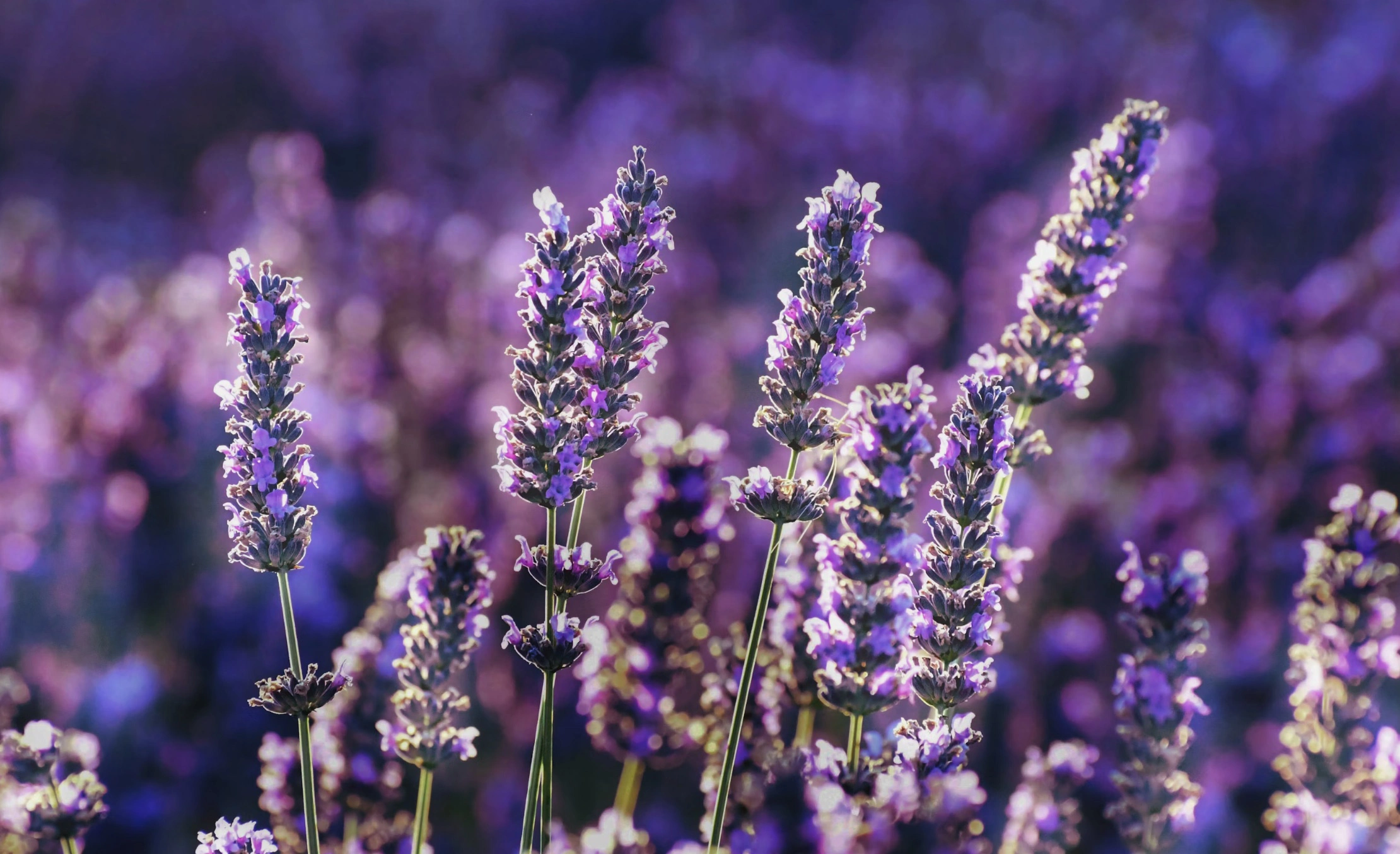 라벤더꿀 먹는법