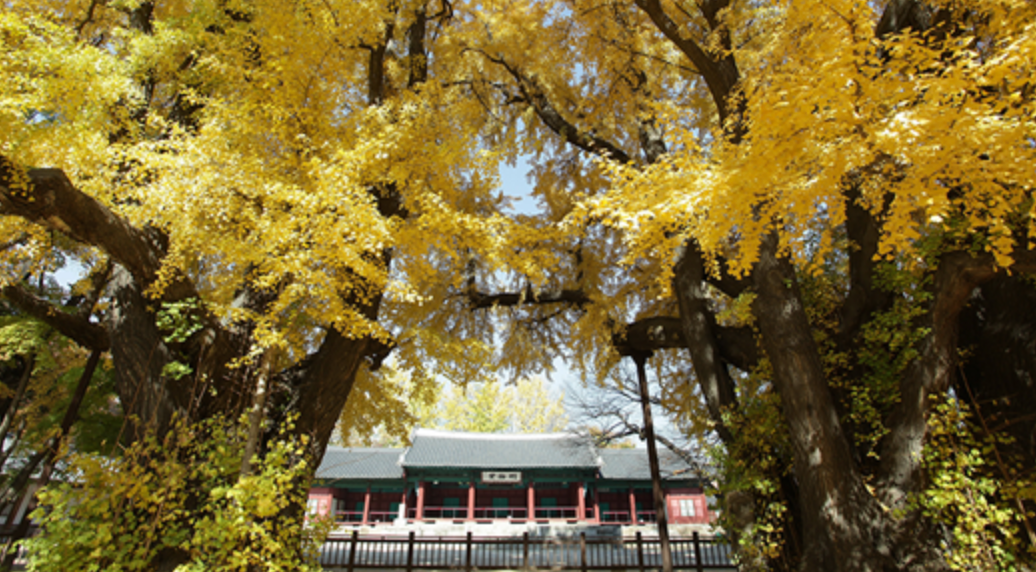 2023-서울-단풍명소