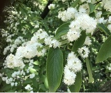 한국도로공사 전주수목원- 검노린재