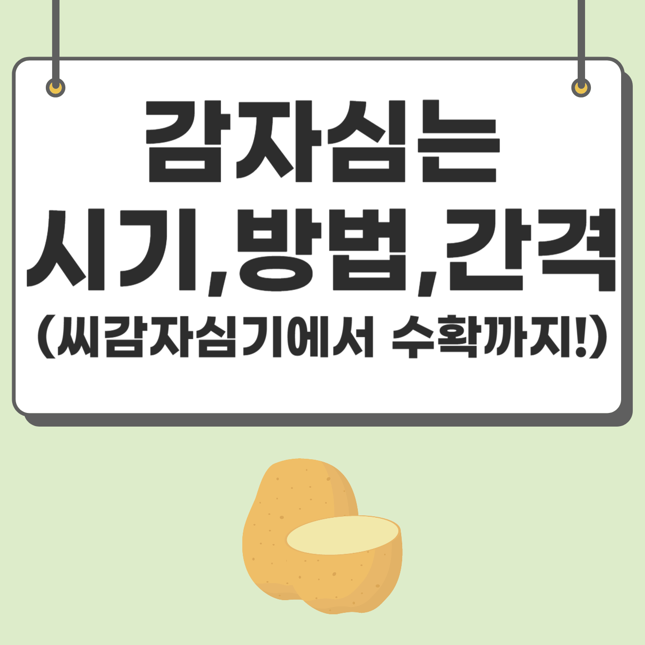 감자심는 시기&#44; 방법&#44; 간격(씨감자심기에서 수확까지!)