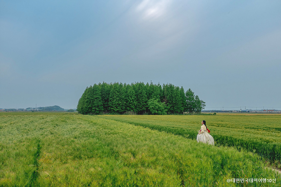 군산 옥녀교차로 청보리밭