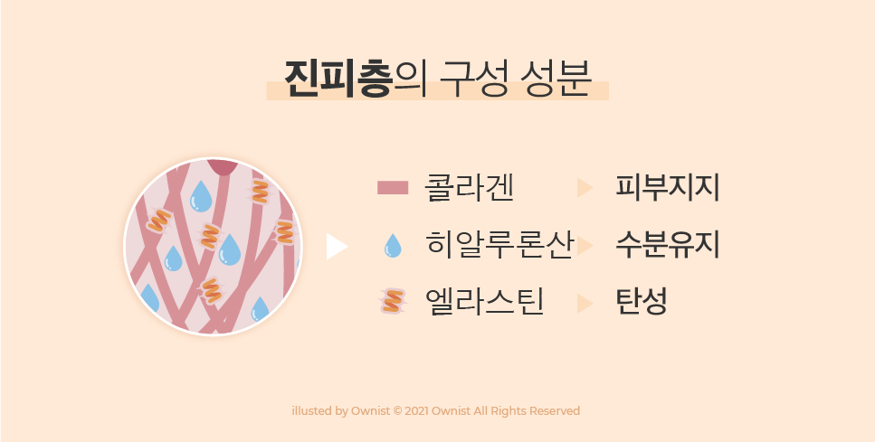 진피층의 구성 성분