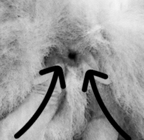 강아지 항문낭 짜주는 시기와 관리방법