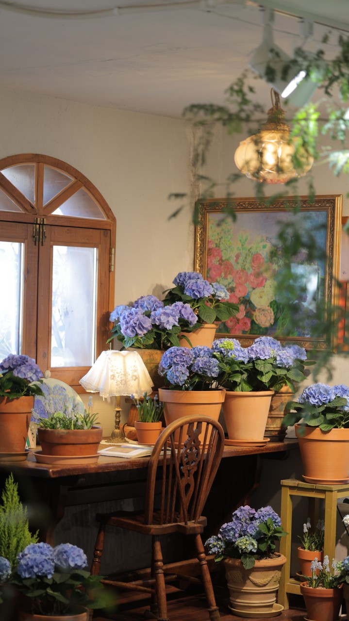 로즈스텔라정원 카페