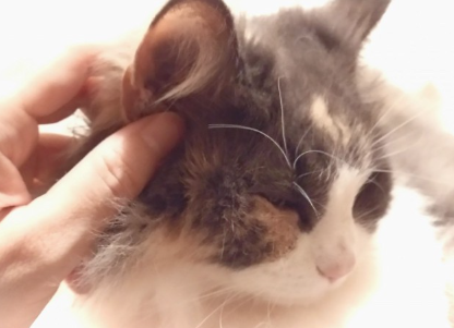 머리카락이 세 개인 귀와 손.