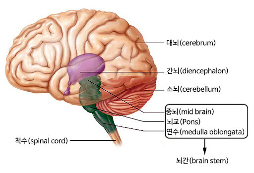 뇌의 주요 구조와 각 부위의 기능