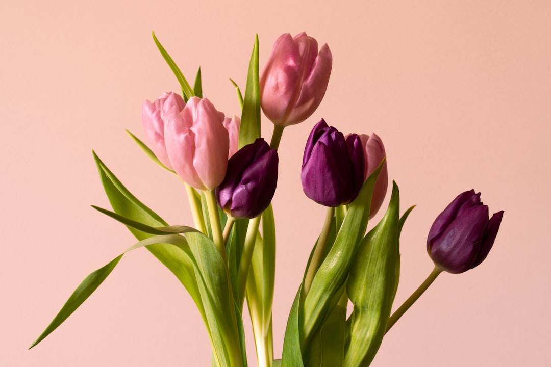 tulip