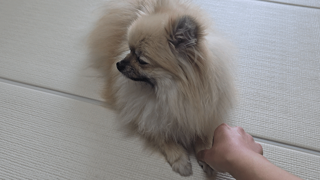 앞발에 올린 간식을 먹지 않고 기다리는 강아지