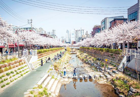 성북 벚꽃 
