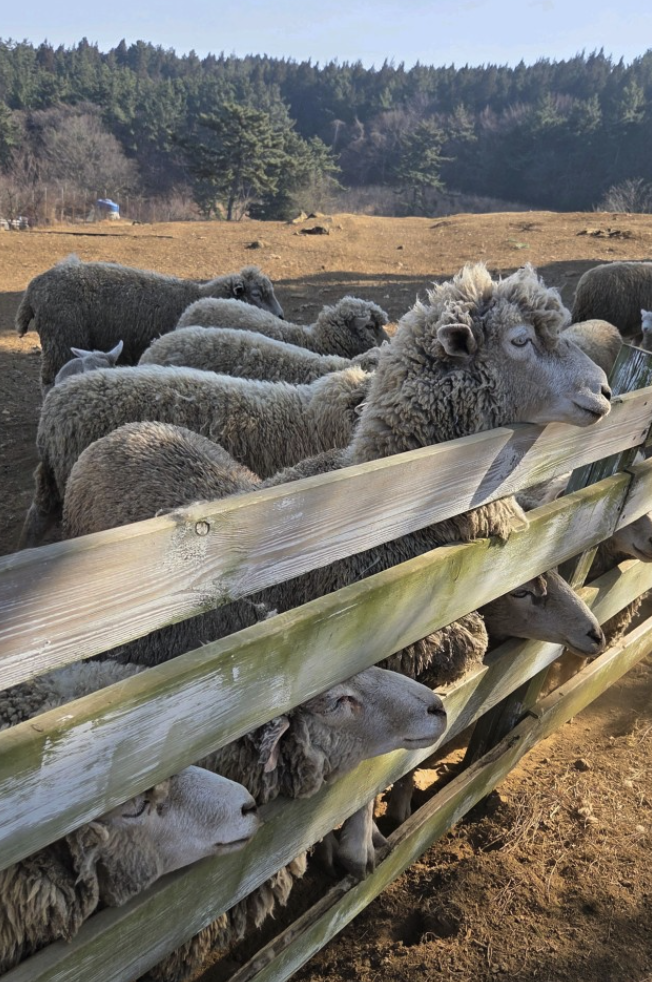 6시 내고향 남해양떼목장 양모리학교 산양유 체험