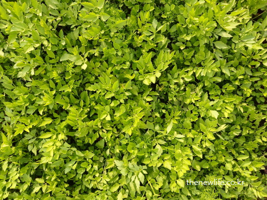 Fresh and young minari plants growing densely – rich in chlorophyll, ideal for vascular health. / 어린 미나리들이 촘촘하게 자라나는 모습 – 엽록소가 풍부해 혈관 건강에 도움을 줍니다.