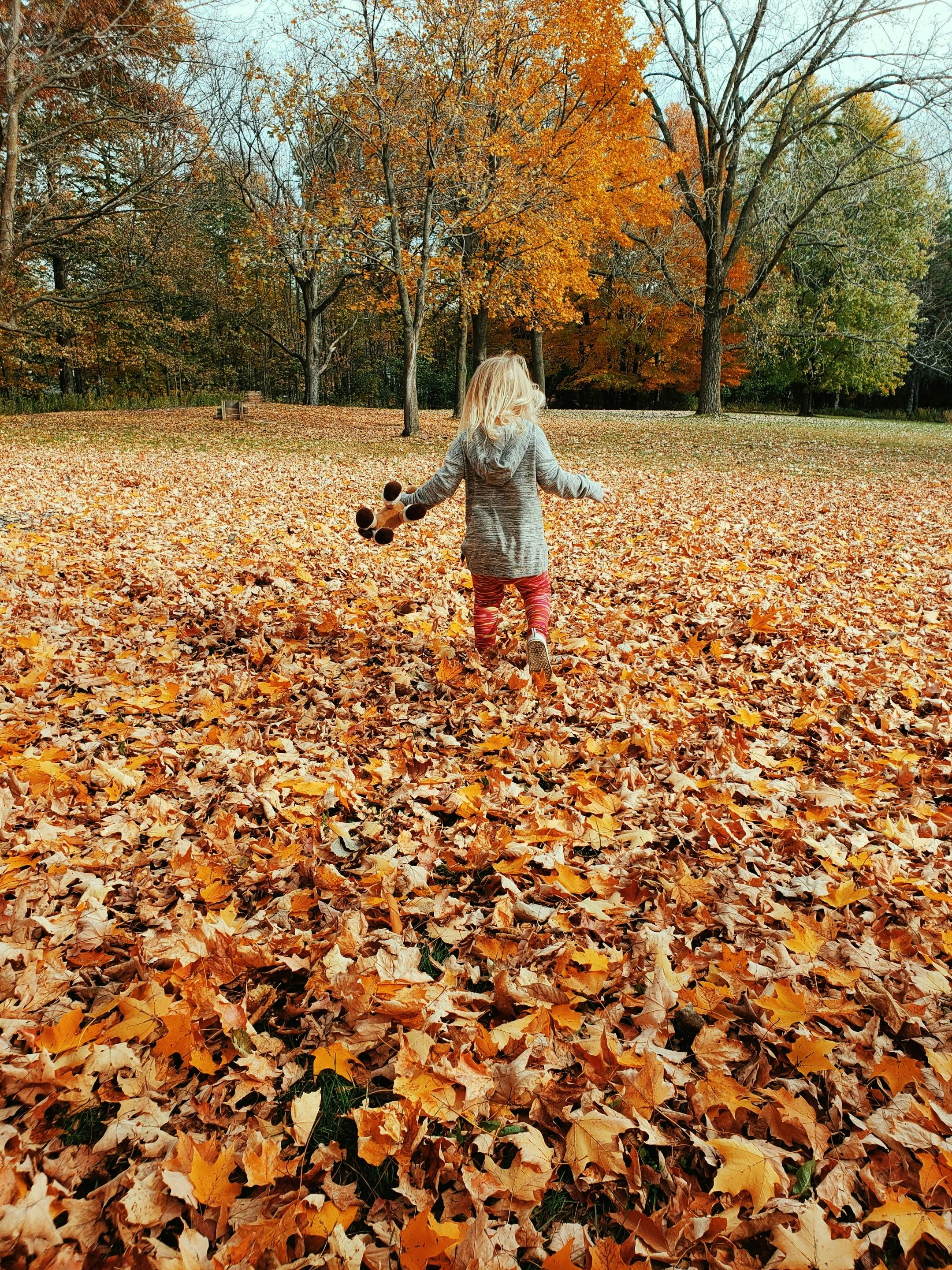 가을여행 핑크뮬리