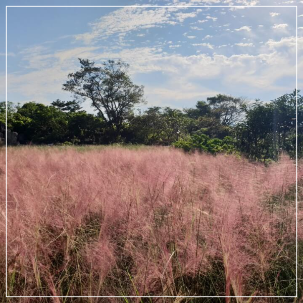 제주도 마노르블랑 핑크뮬리축제 인생사진 찍어봅시다.