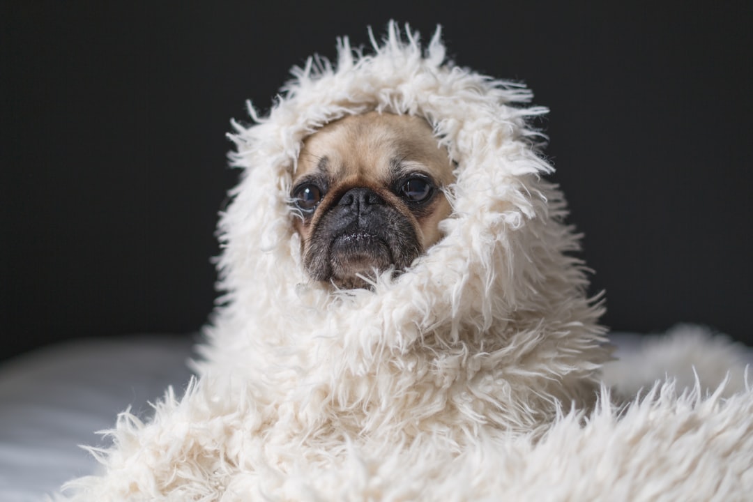 Blanket
