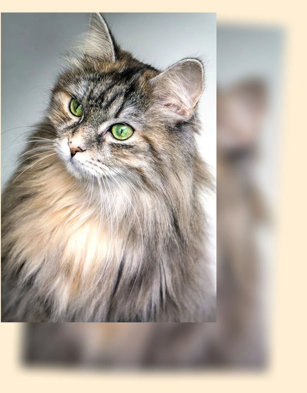 고양이 정수기_1_subsection