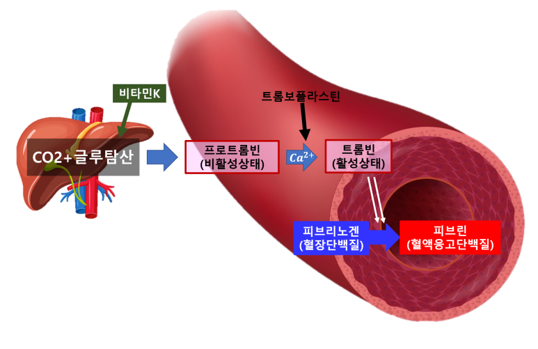 비타민K의 혈액응고 인자의 합성에 관여하는 기전
