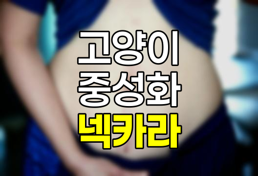 고양이 중성화 수술 후 넥카라 착용 기간과 관리법, 회복을 위한 필수 가이드