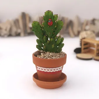 미니 선인장 키우기 물주기 통풍관리 창가배치 귀여운 관리법_15