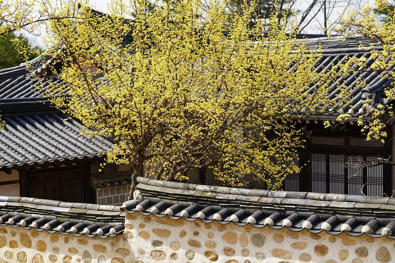 “매화나무-열매-매실”