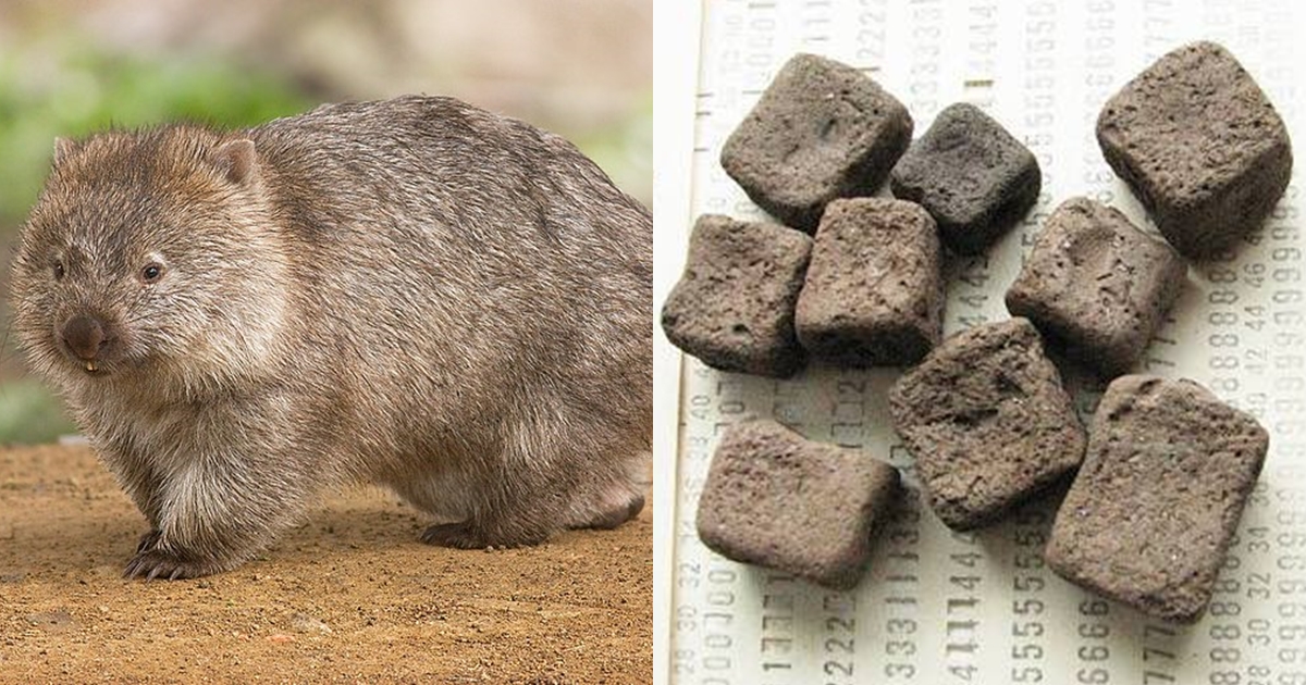 [동물 백과] 웜뱃 (Wombat&#44; 학명: Vombatidae)