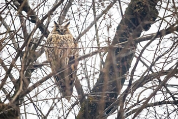 나뭇가지 위 부엉이-꿈해몽-썸네일