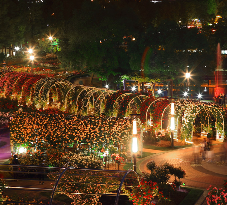 장미축제 전국 TOP5