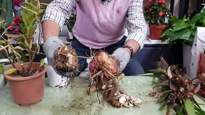 백합 재배 비늘줄기 분주 일조량 관리 절화 수확_6