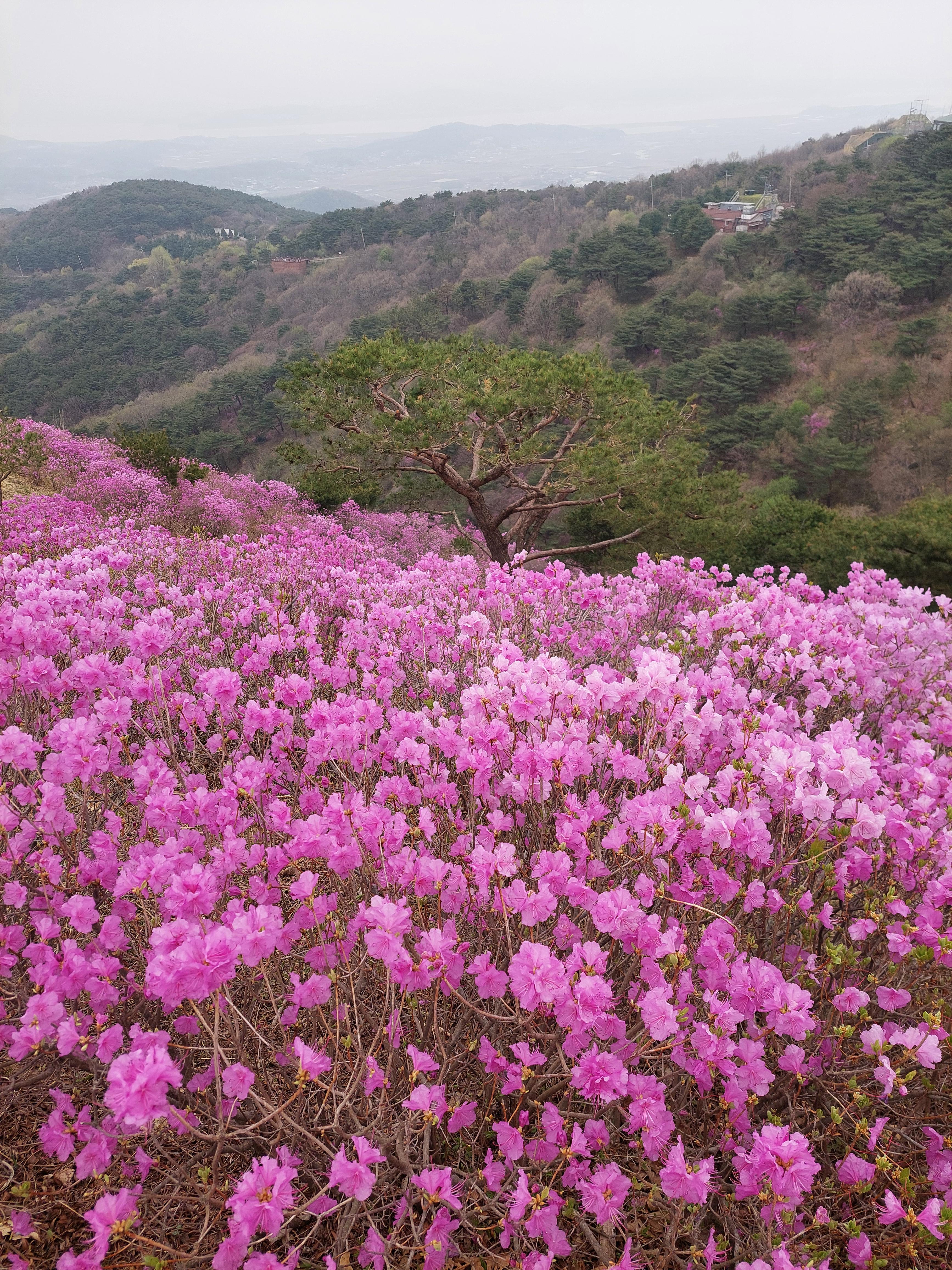 강화 고려산 진달래 축제