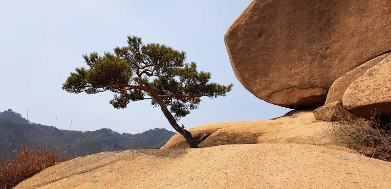 경남 합천 감암산 누룩덤 옆 소나무