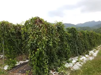 오미자 재배 차광 관리 덩굴 유인 병해 예방_7