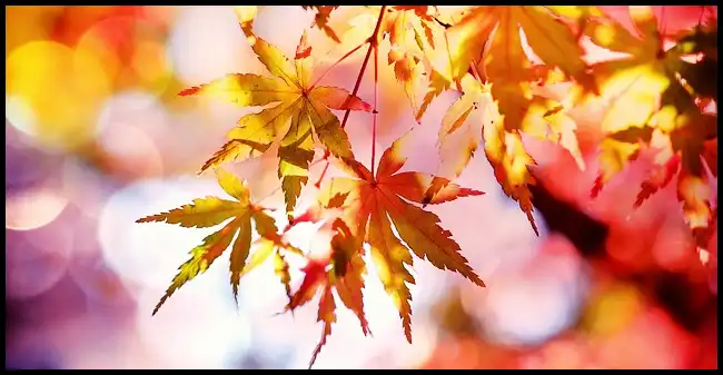 내장산 케이블카 예약방법, 요금, 주차장 정보 (+ 산행코스 )