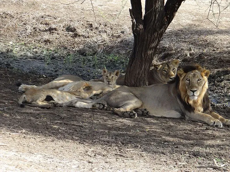 아시아사자 인도 동물 특징 성격_1