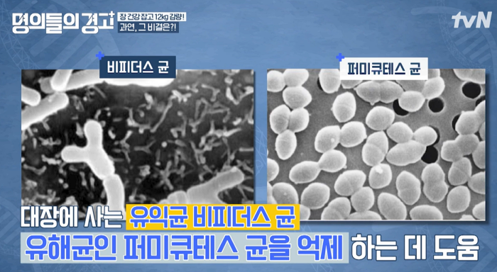 비피더스 효능