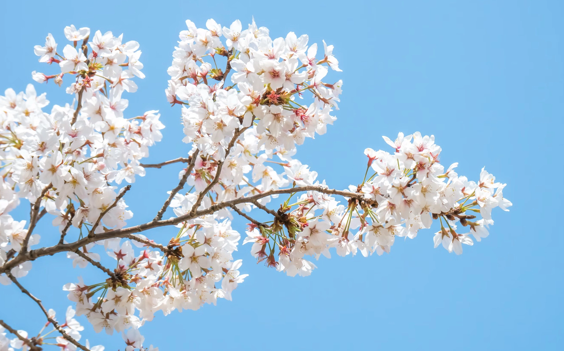 영암 벚꽃축제 일정