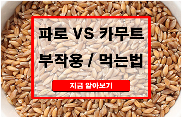 파로와 카무트 비교, 부작용, 먹는법 총정리