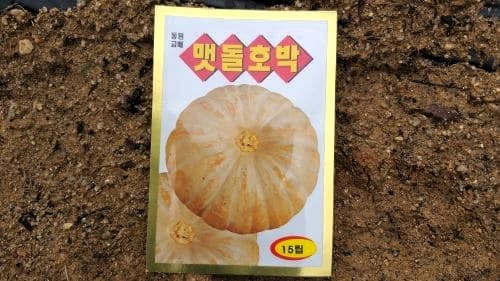 맷돌호박-늙은호박-재배-종자-씨앗-파종