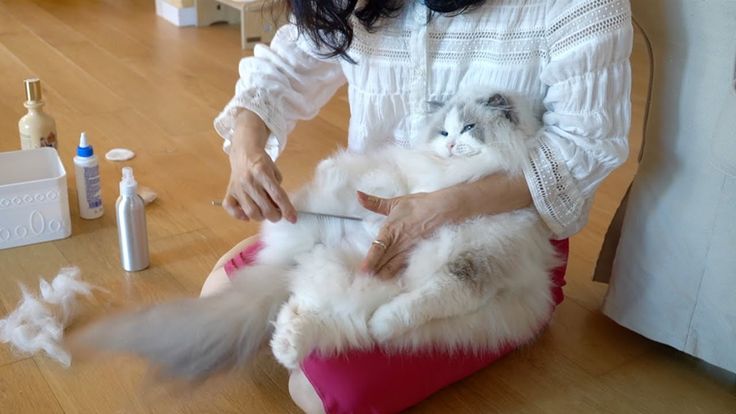 고양이 털관리