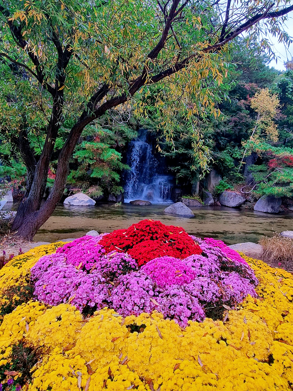 다시 찾아간 2024 인제 가을꽃축제: 국화, 야생화, 수변산책로, 숲 속 꽃길의 매력