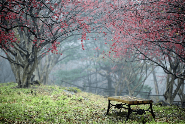 이천 산수유마을