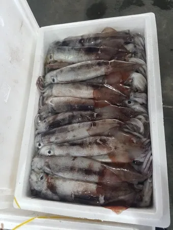 한치 오징어 차이 비교 생김새 맛 식감 완벽 분석_19