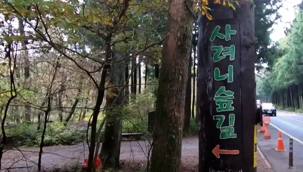 제주-사려니숲길-단풍
