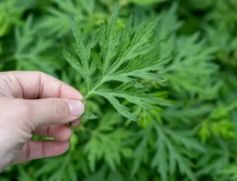 쑥 효능 부작용 하루 섭취량 먹는법_5