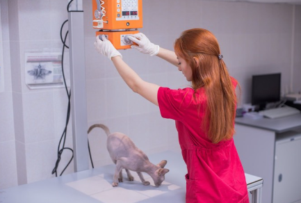 엑스레이를 찍는 수의사와 고양이.