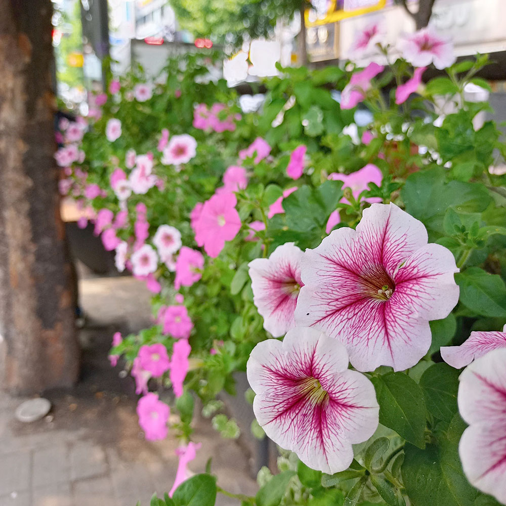다링비대면 나눔걷기챌린지